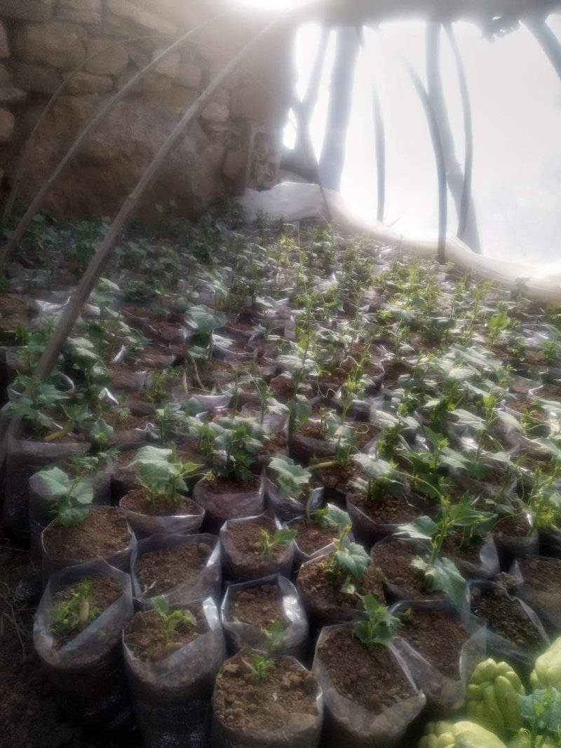 佛手瓜苗优质精品货，一颗产300多斤，质量杠杠的