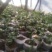 佛手瓜苗优质精品货，一颗产300多斤，质量杠杠的
