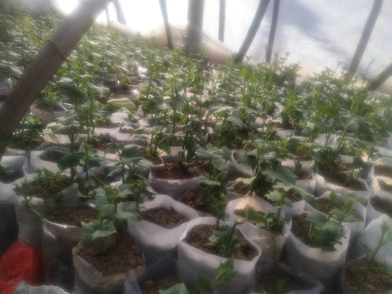 佛手瓜苗优质精品货，一颗产300多斤，质量杠杠的