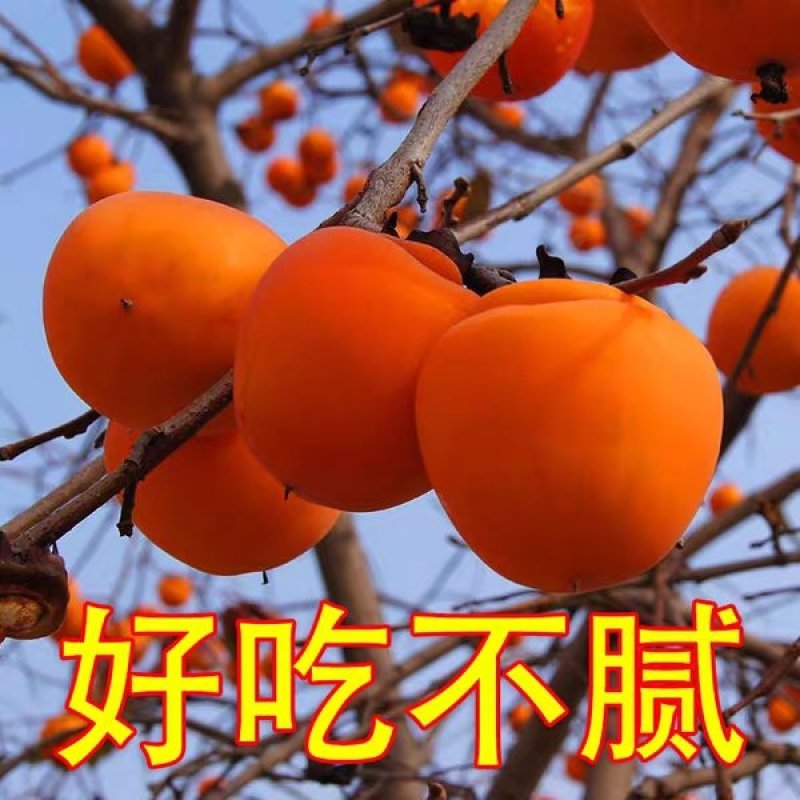 庭院盆栽地栽牛心柿子苗贡柿嫁接柿子树苗牛心柿子果
