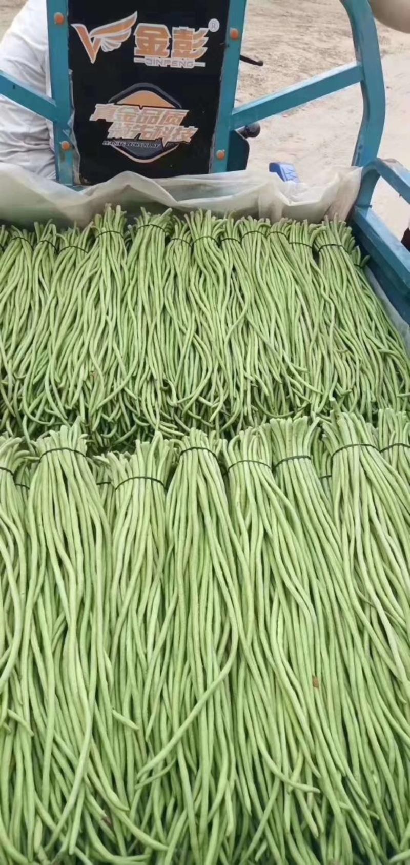 【精】郑研绿状元豆角种子200g，荚条深绿，产量高！