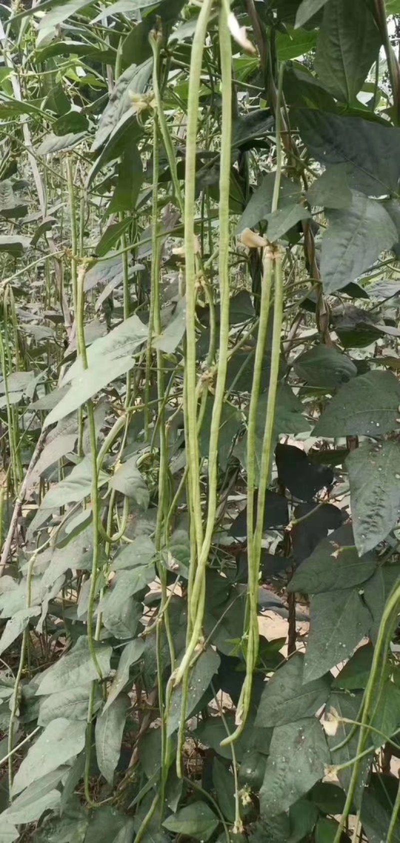 【精】郑研绿状元豆角种子200g，荚条深绿，产量高！