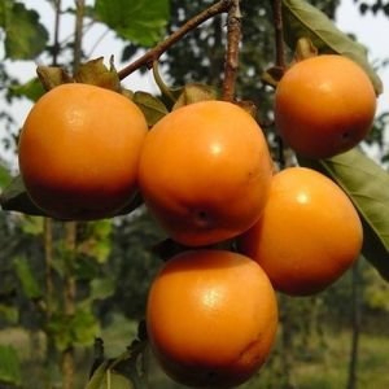 柿子树苗嫁接日本甜脆柿树盆地栽南北方种植磨盘当年结果黑柿