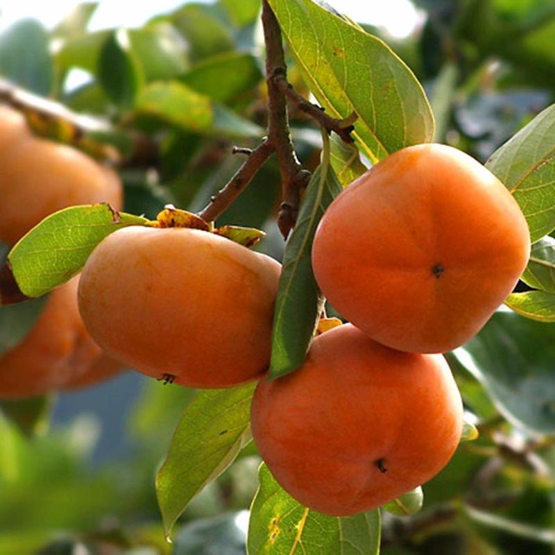 柿子树苗嫁接日本甜脆柿树盆地栽南北方种植磨盘当年结果黑柿
