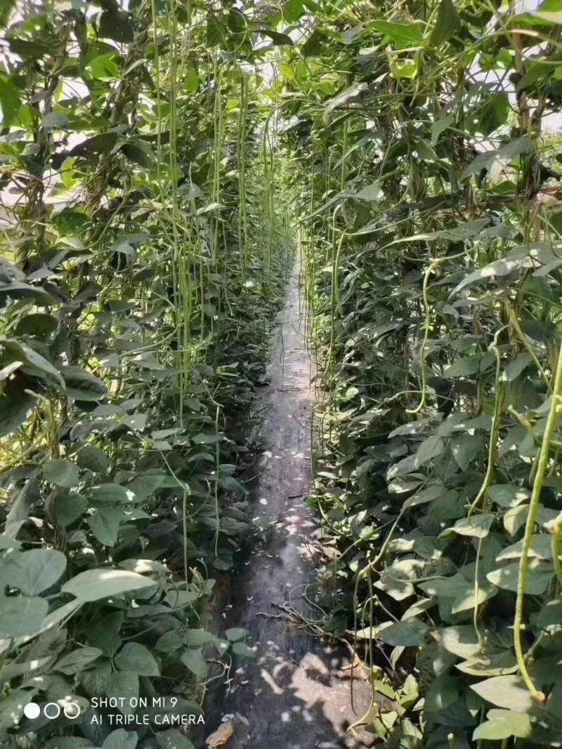 【精】郑研绿将军豆角种子，抗高温，结荚多，抗病好！