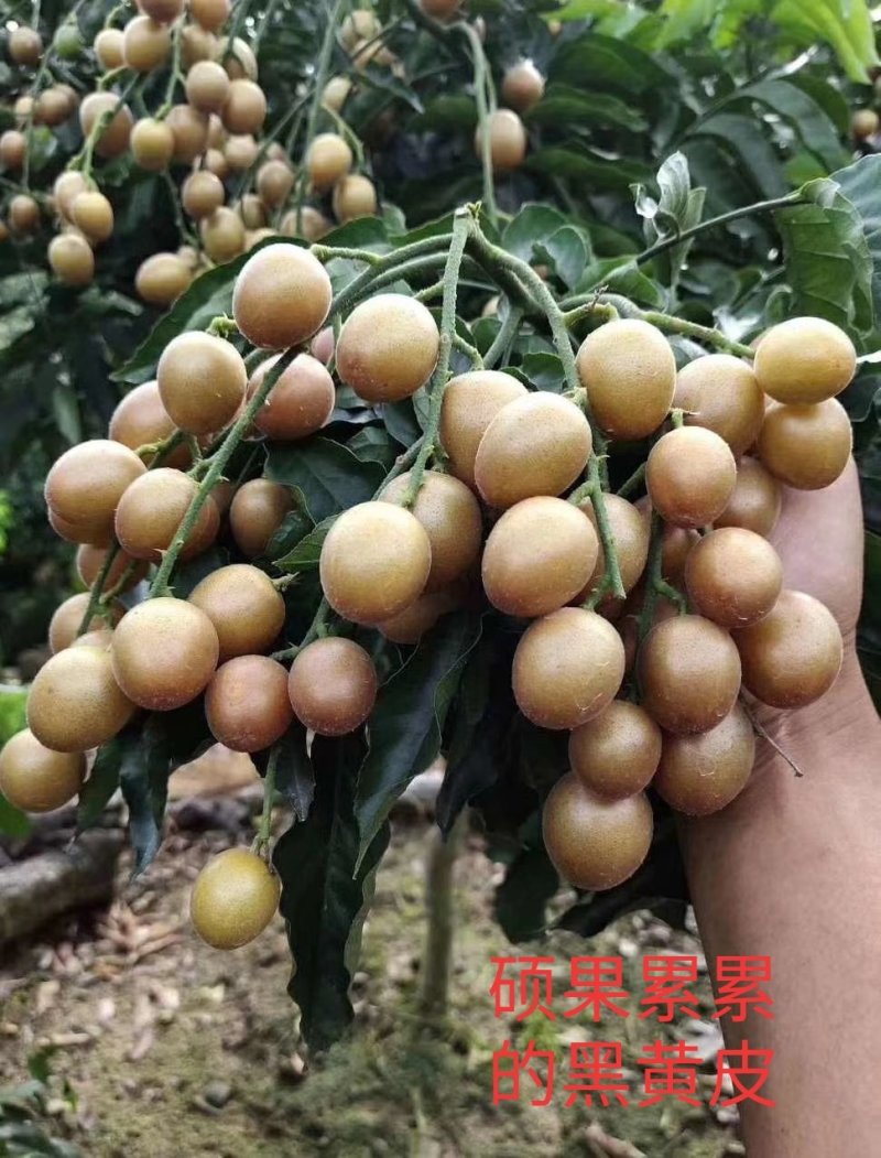 包邮正品【广西灵山无核，鸡心，黑黄皮】嫁接苗/直销