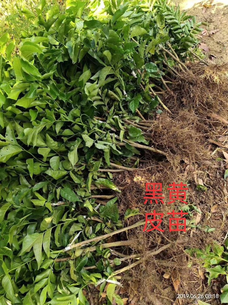 包邮正品【广西灵山无核，鸡心，黑黄皮】嫁接苗/直销