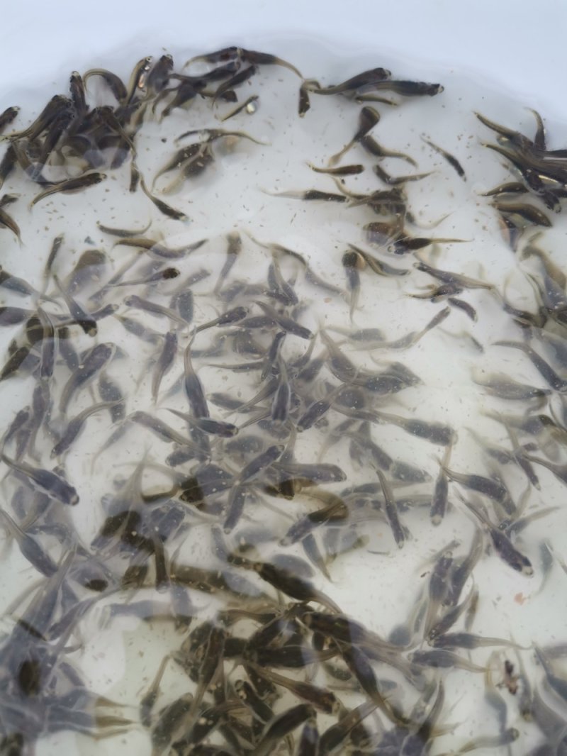 大量加州鲈朝苗出售，各种规格，大优惠
