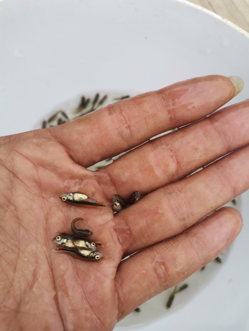 大量加州鲈朝苗出售，各种规格，大优惠