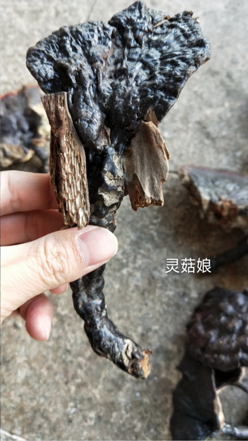 福建野生灵芝