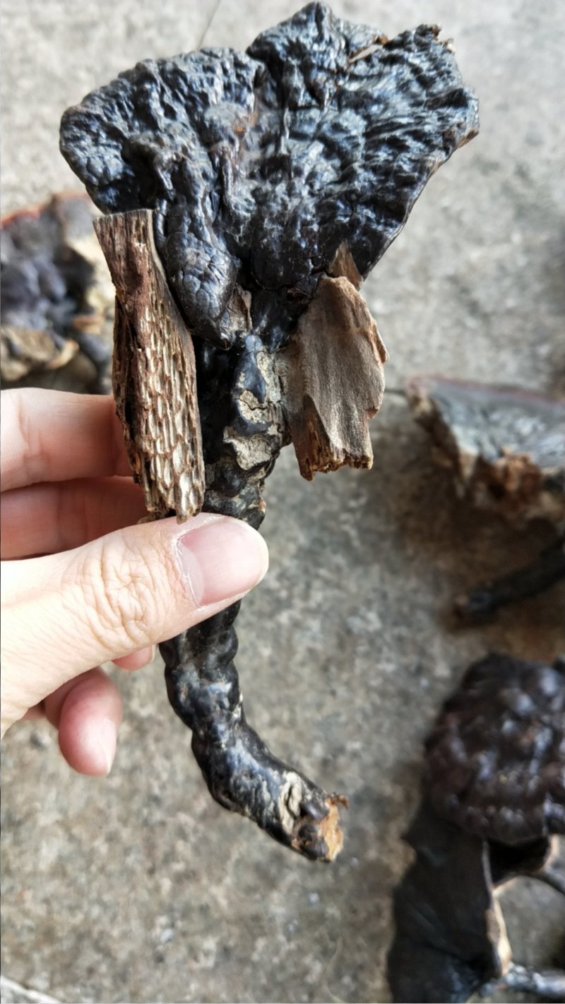 福建野生灵芝