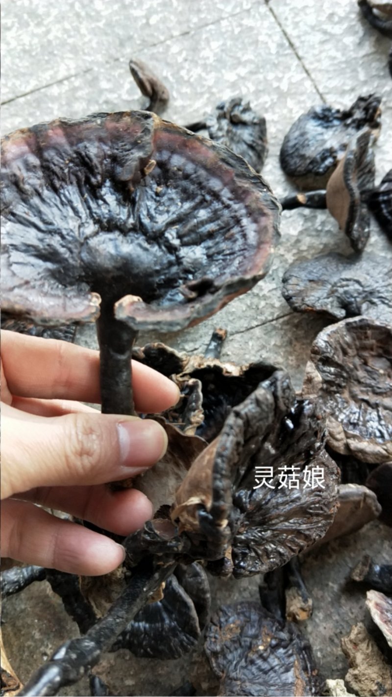 福建野生灵芝