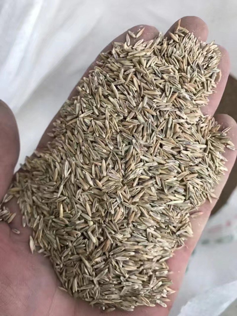 高羊茅草种草坪种子，护坡种子可种果园抑制杂草。