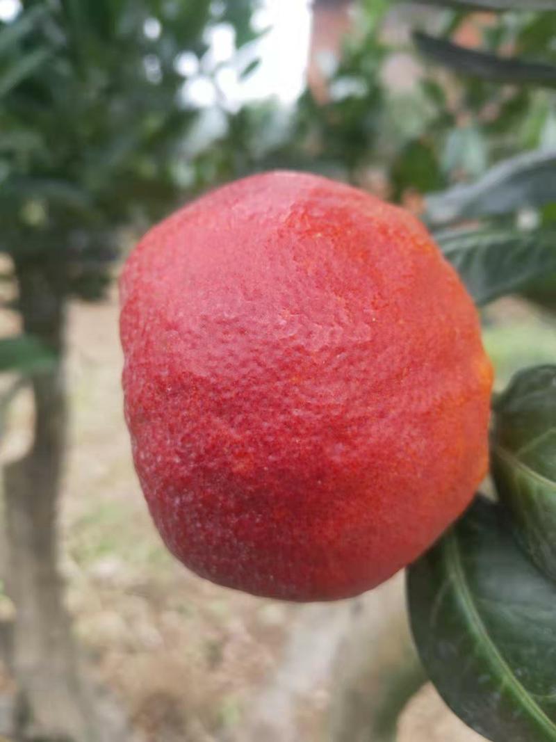 媛红椪柑枝条，公司母本园可实地考察，包品种纯正，签合同，