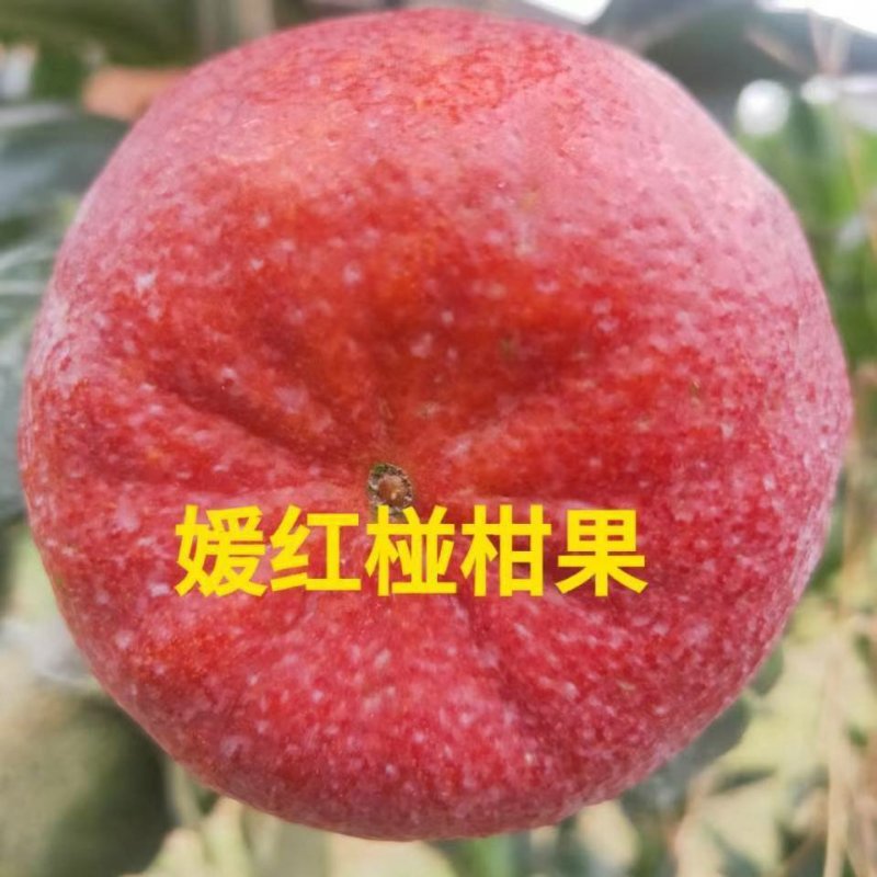 媛红椪柑枝条，公司母本园可实地考察，包品种纯正，签合同，