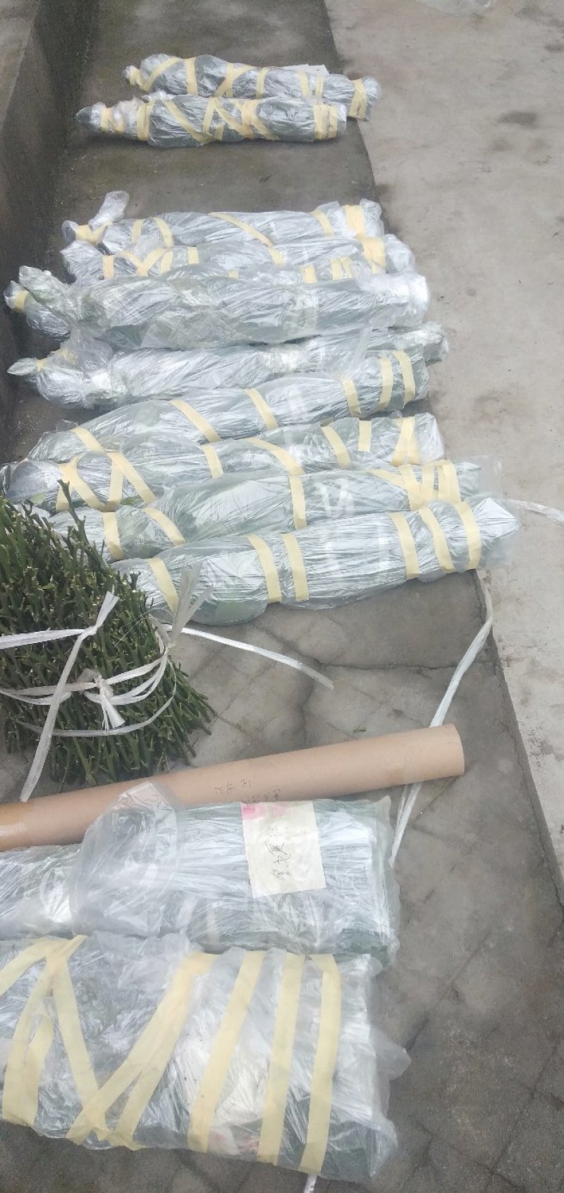 媛红椪柑枝条，公司母本园可实地考察，包品种纯正，签合同，