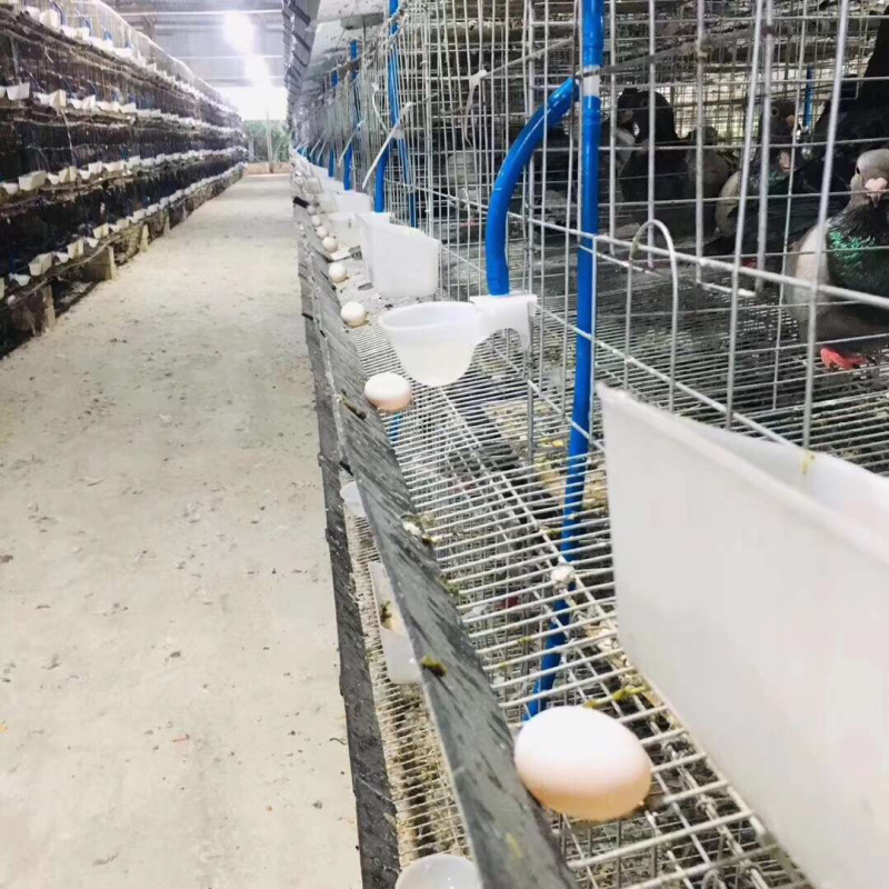 双母鸽子蛋一件代发包邮