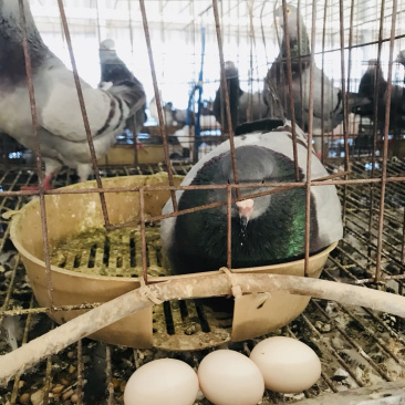 双母鸽子蛋一件代发包邮