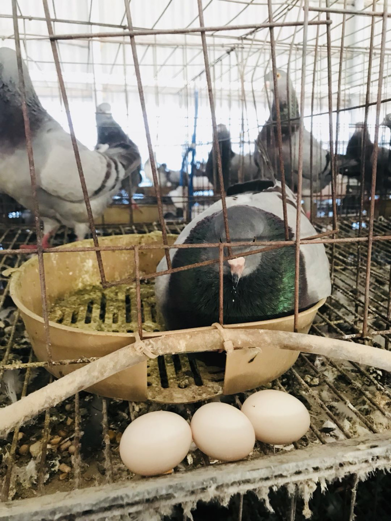 双母鸽子蛋一件代发包邮
