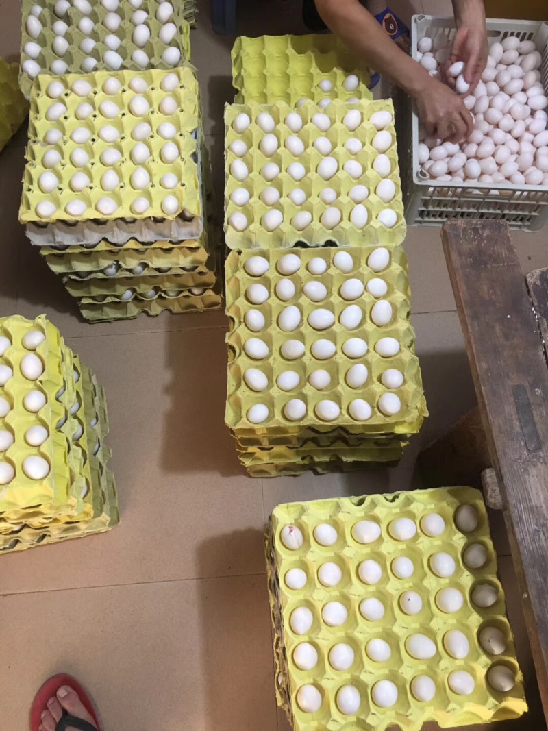 双母鸽子蛋一件代发包邮