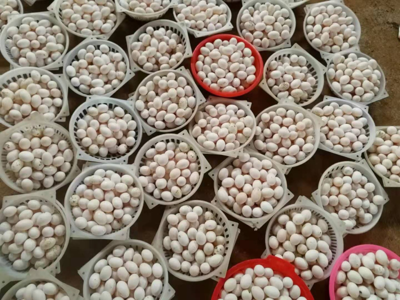 双母鸽子蛋一件代发包邮