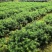 杉木苗刺杉，不是落叶杉，