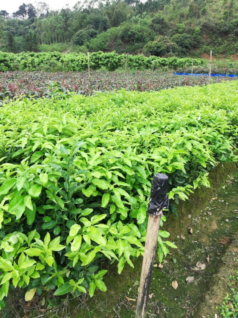 优质泰国红宝石，青皮红心柚，三红蜜柚，诚信经营放心苗