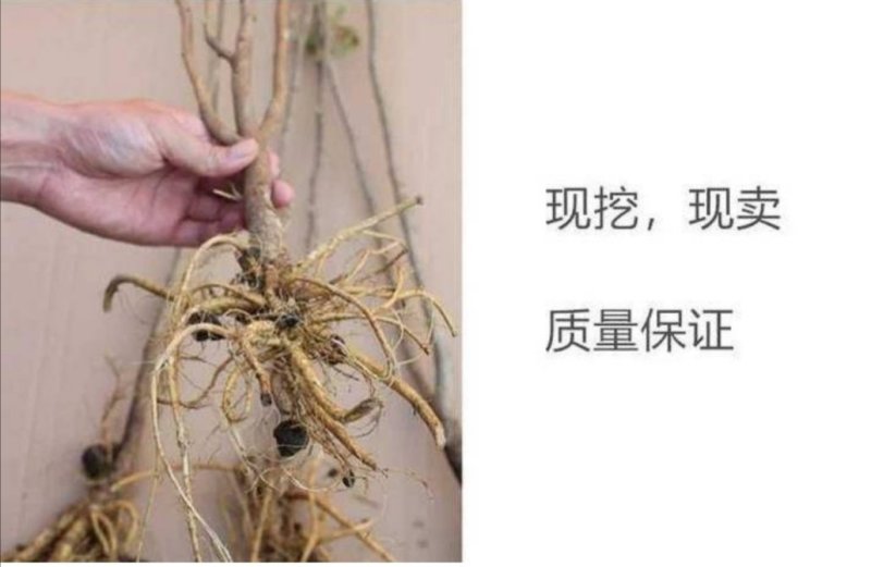 多花紫藤苗四季种植爬藤攀援绿植物多花盆栽花卉植物包邮