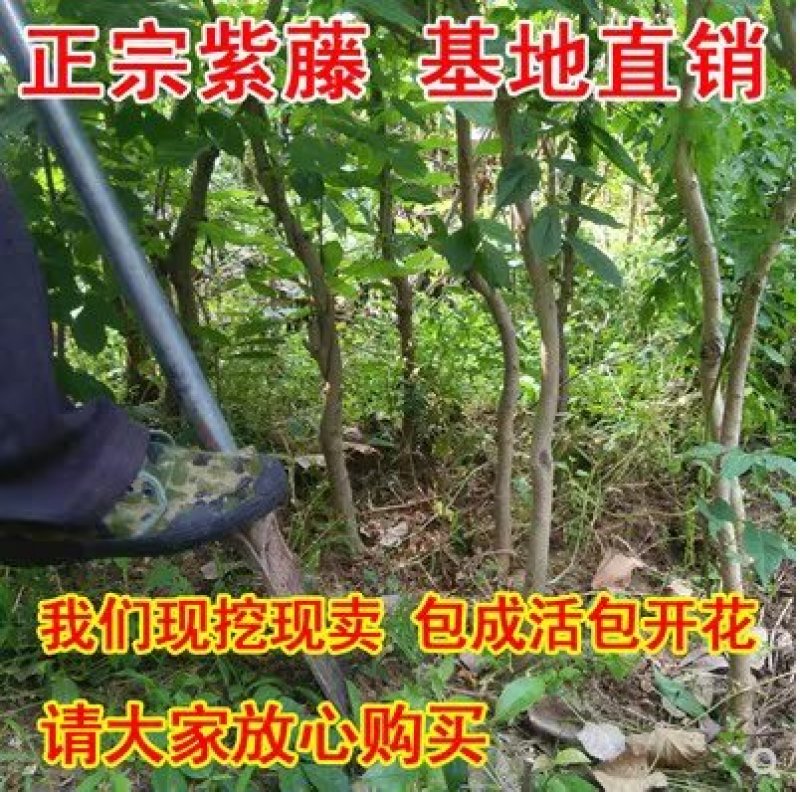 多花紫藤苗四季种植爬藤攀援绿植物多花盆栽花卉植物包邮