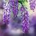 多花紫藤苗四季种植爬藤攀援绿植物多花盆栽花卉植物包邮