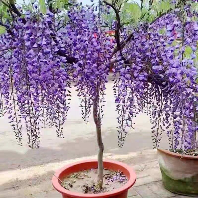 多花紫藤苗四季种植爬藤攀援绿植物多花盆栽花卉植物包邮