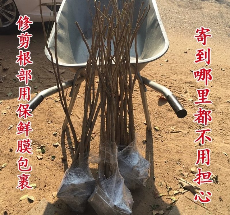 多花紫藤苗四季种植爬藤攀援绿植物多花盆栽花卉植物包邮