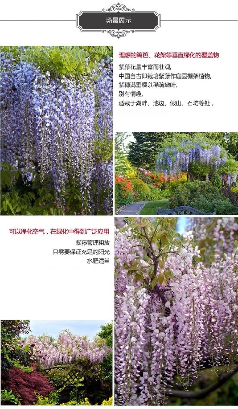 多花紫藤苗四季种植爬藤攀援绿植物多花盆栽花卉植物包邮
