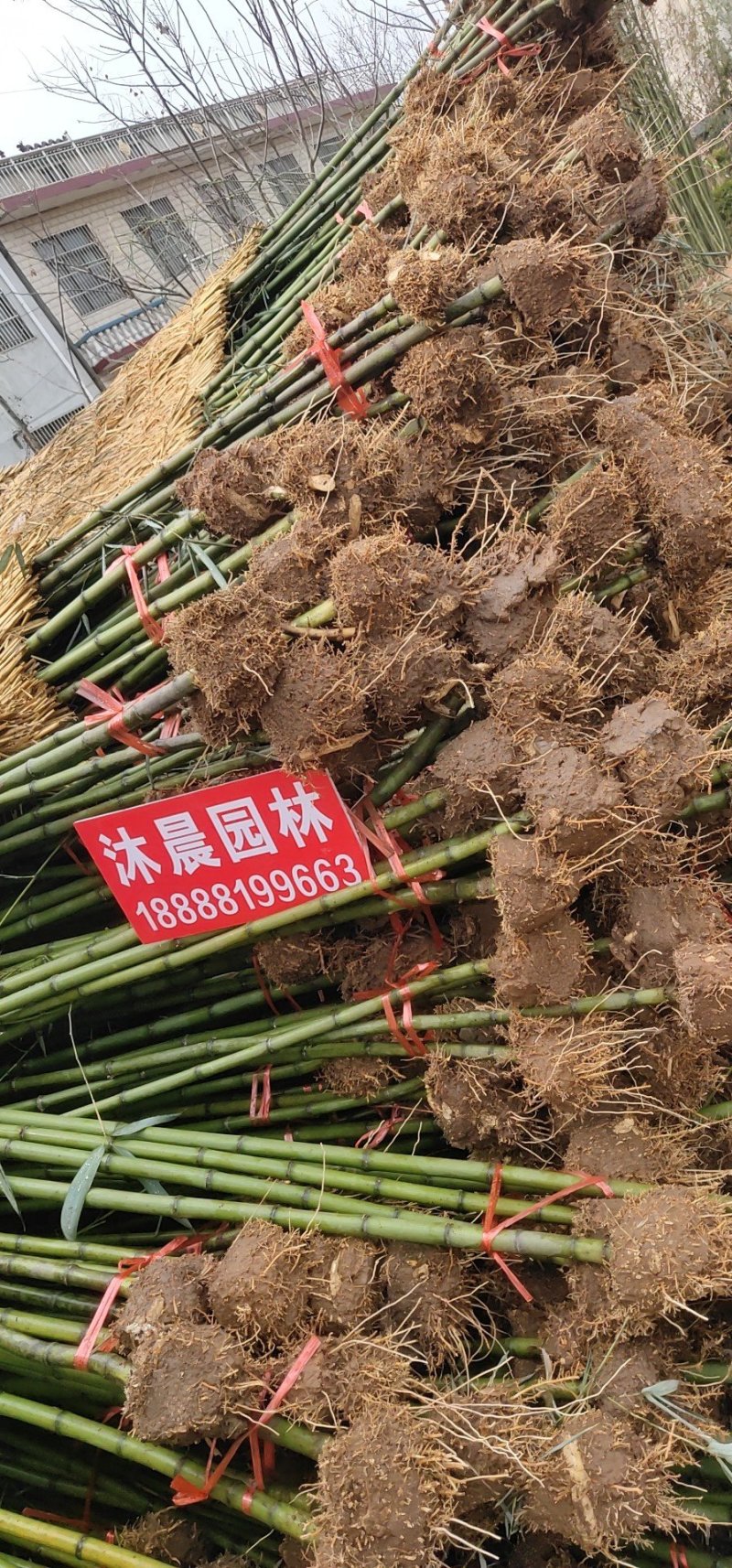雷竹苗现挖现卖雷竹基地雷竹苗批发包技术指导