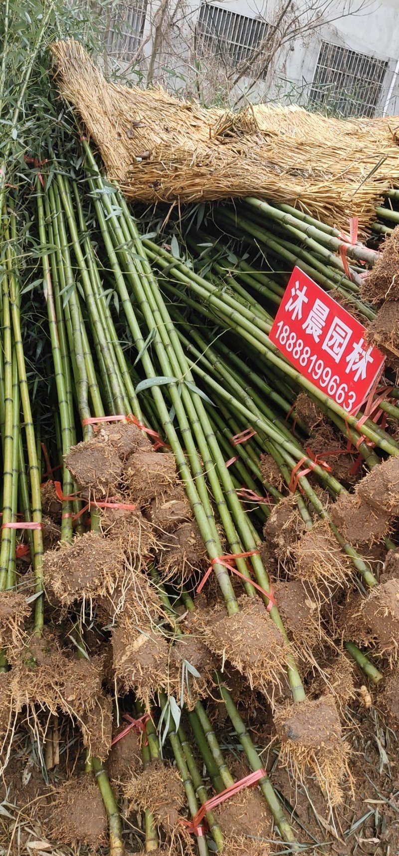 雷竹苗现挖现卖雷竹基地雷竹苗批发包技术指导