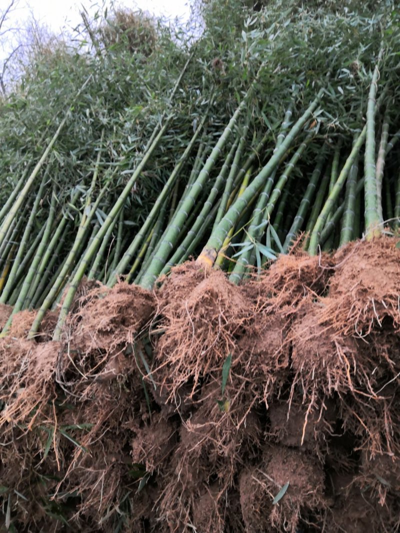 雷竹苗现挖现卖雷竹基地雷竹苗批发包技术指导