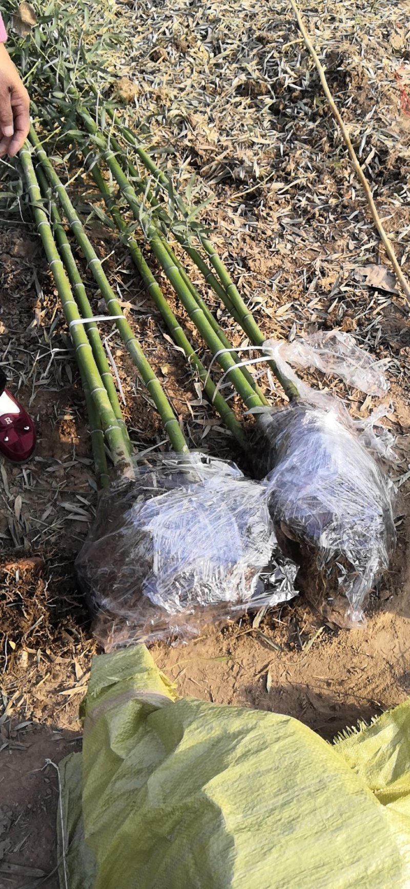 雷竹苗现挖现卖雷竹基地雷竹苗批发包技术指导