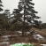 造型油松造型黑松油松黑松造型松迎客松景观松