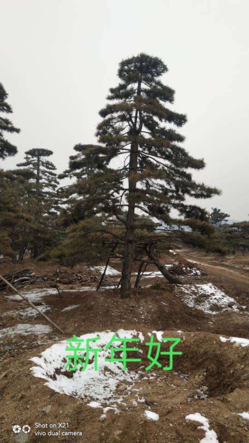 造型油松造型黑松油松黑松造型松迎客松景观松