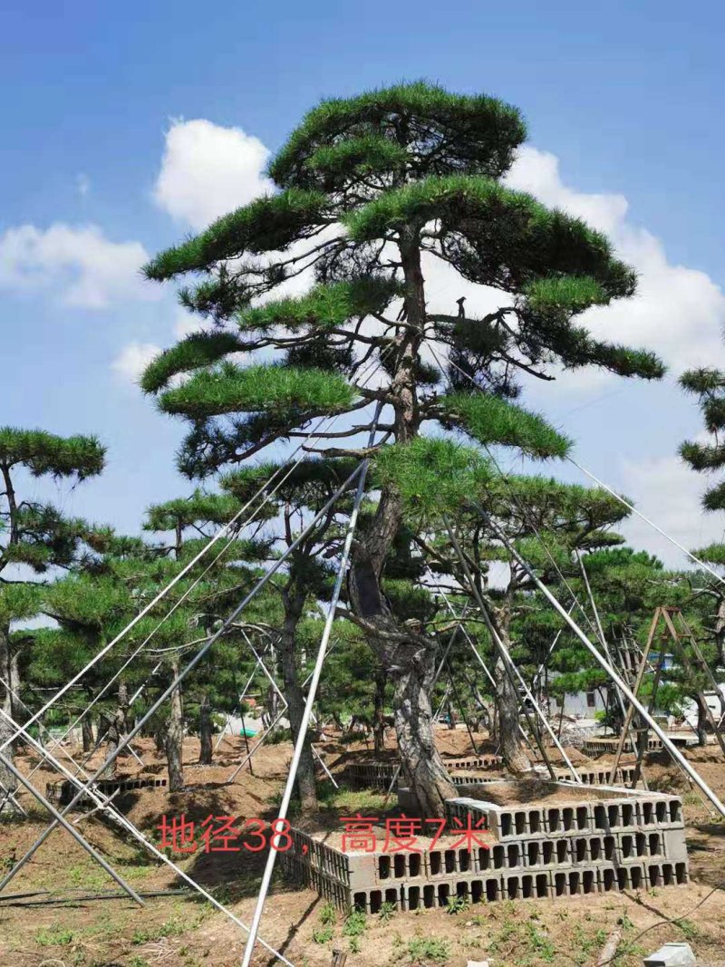 造型油松造型黑松油松黑松造型松迎客松景观松