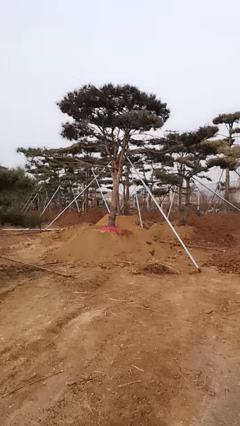 造型油松造型黑松油松黑松造型松迎客松景观松