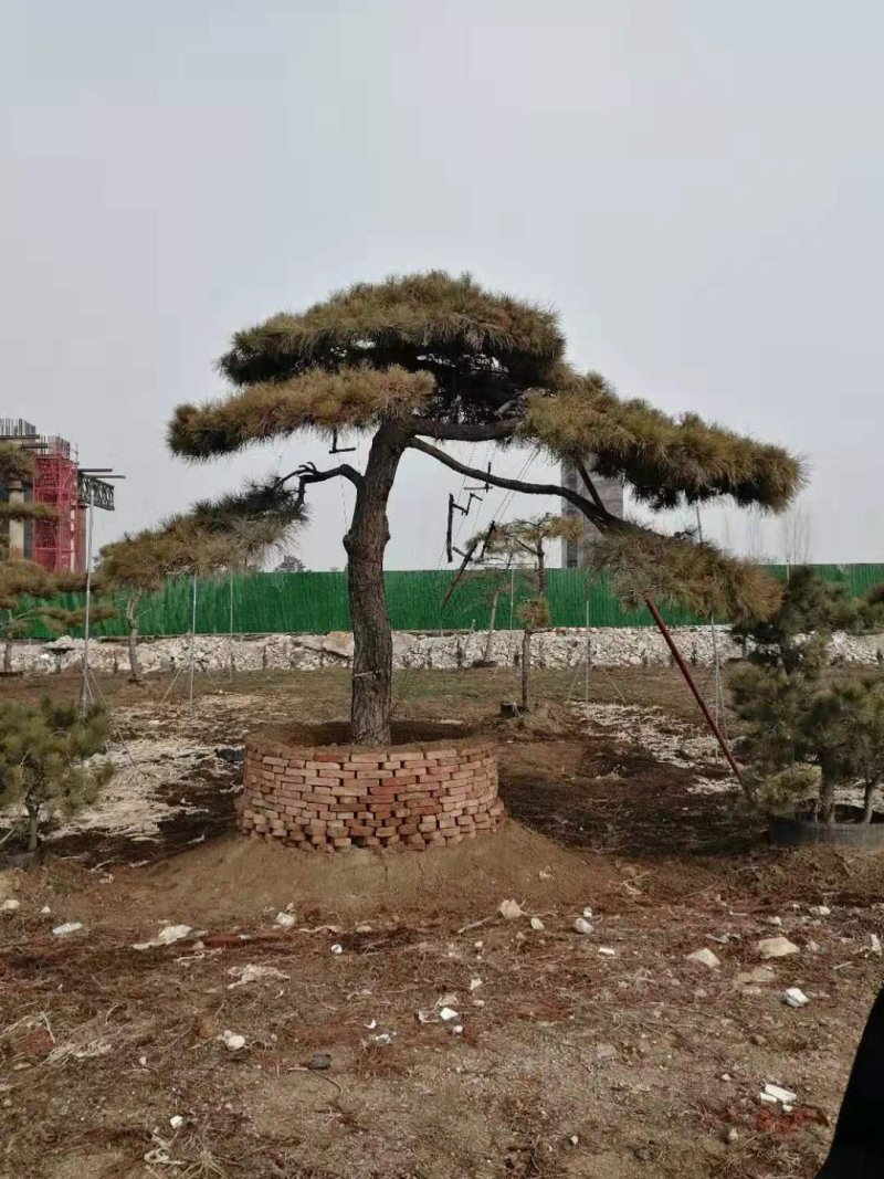 造型油松造型黑松油松黑松造型松迎客松景观松