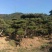 造型油松造型黑松油松黑松造型松迎客松景观松