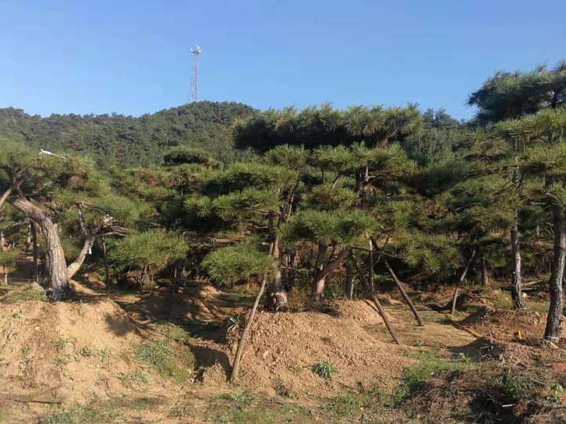 造型油松造型黑松油松黑松造型松迎客松景观松