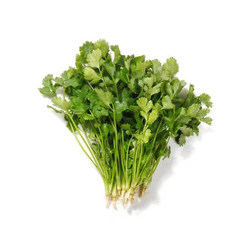 精品香菜正在上市，陆地香菜没有任何农药，无添加，