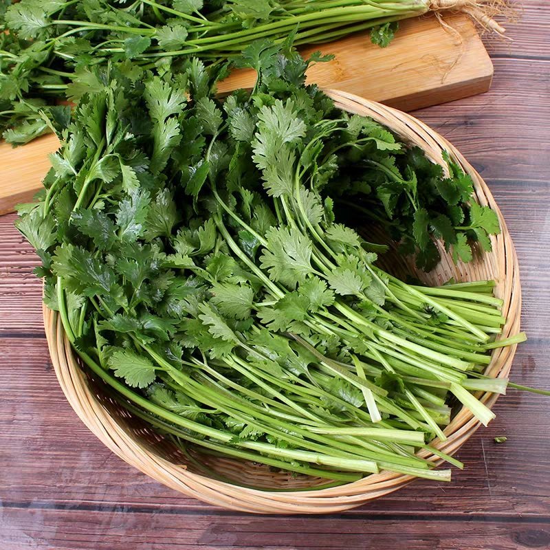 精品香菜正在上市，陆地香菜没有任何农药，无添加，