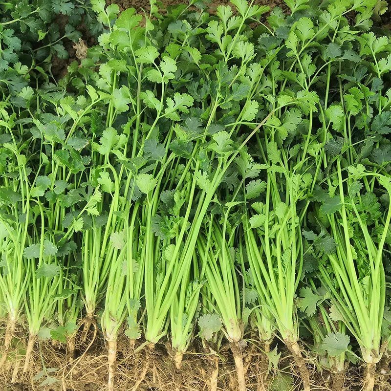 精品香菜正在上市，陆地香菜没有任何农药，无添加，