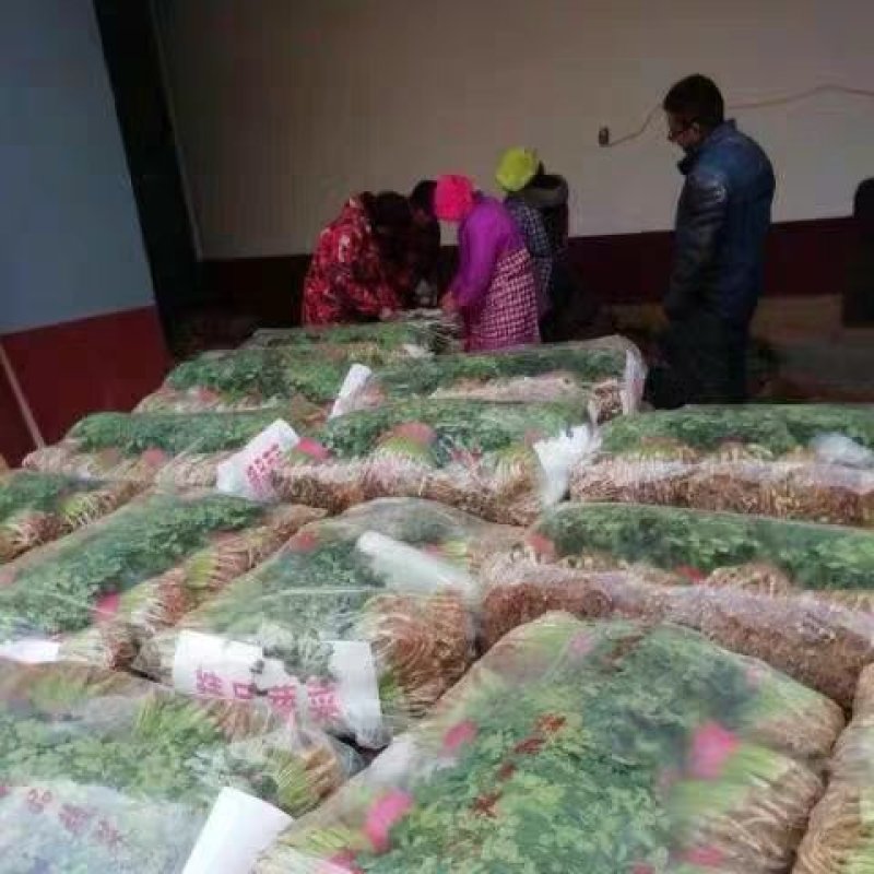 精品香菜正在上市，陆地香菜没有任何农药，无添加，