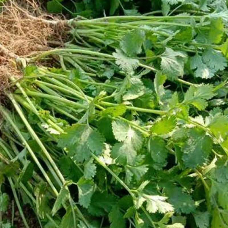 精品香菜正在上市，陆地香菜没有任何农药，无添加，