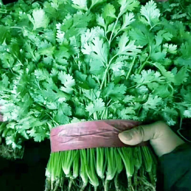 精品香菜正在上市，陆地香菜没有任何农药，无添加，